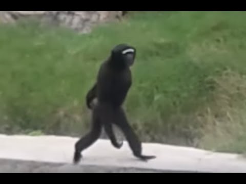 Youtube: Monkey Walking on two legs| Funny Video | इंसान की तरह चलता है ये बंदर।