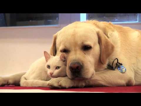 Youtube: Dog and cat harmony