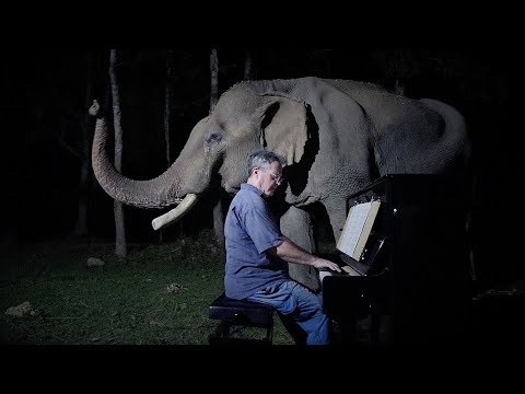 Youtube: Beethoven “Moonlight Sonata” for Old Elephant