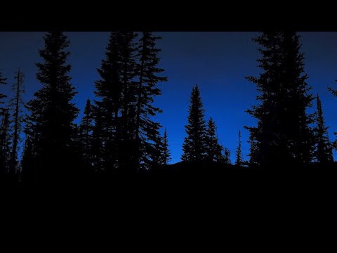 Youtube: Tranquil Nighttime Forest / 10 Hours / #forestambience  #fallasleepinstantly  #naturesounds