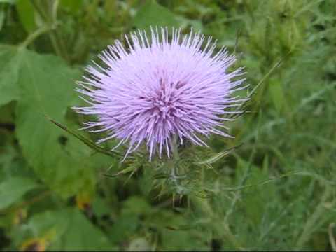 Youtube: Nebelung - Einsamkeit (Vigil)