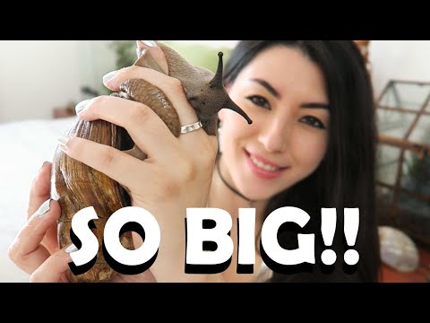 Youtube: GIANT African Land Snail! | Baby Snails | My Pet Snail
