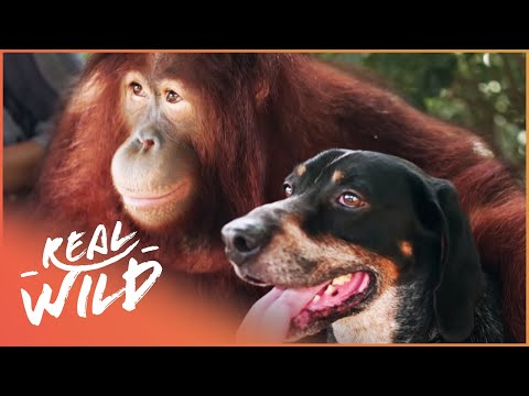 Youtube: The World's Most Unlikely Animal Relationships | Animal Odd Couples | Real Wild