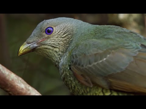 Youtube: Odd Bird Seduction Techniques | Life Story | BBC Earth
