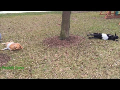 Youtube: Fainting Goats vs Exercise Ball