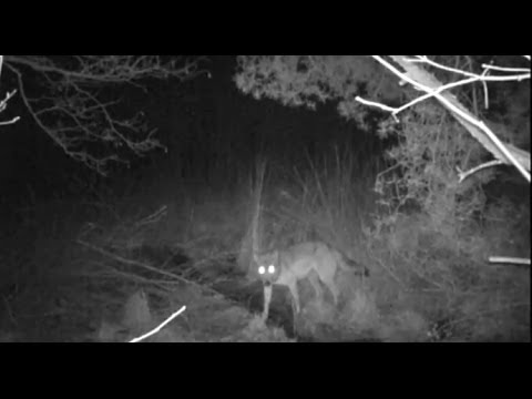 Youtube: Erwischt: Infrarotkamera macht Video von Wolf in Brandenburg