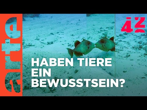 Youtube: Haben Tiere ein Ich? | 42 - Die Antwort auf fast alles | ARTE