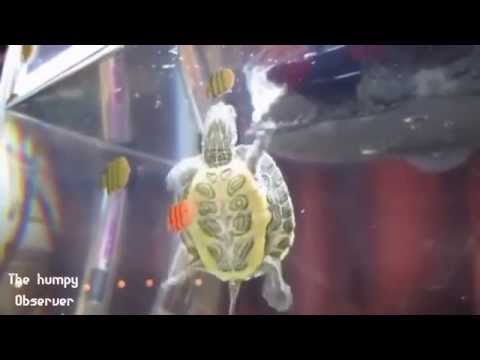 Youtube: The﻿ Humpy Observer - Cutest Animals with Incredible Music