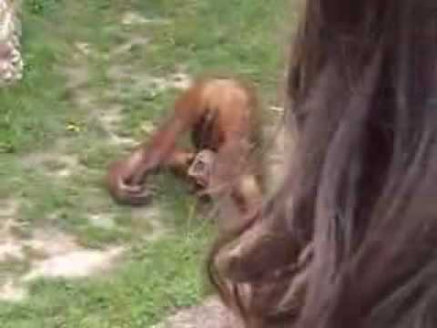 Youtube: Affe pisst sich ins Maul