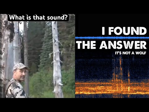 Youtube: [9M View Video!] What Did These Hunters Record - Wolves or Bigfoot?