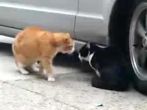 Youtube: Cats arguing. Cat fight. Very Funny. (Original Version)