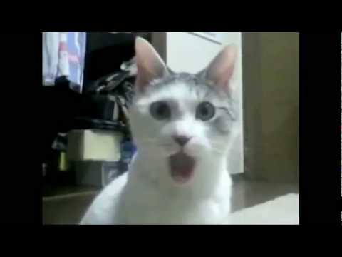 Youtube: Erstaunte Katze