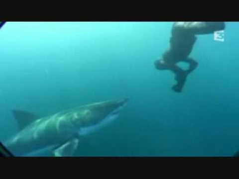 Youtube: Swimming With Great White Sharks