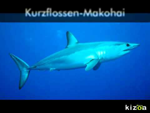 Youtube: Kizoa Video Maker: Haie in der Nordsee