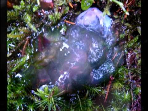 Youtube: Star Jelly 2012 slim substance mystery.wmv