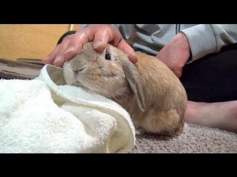 Youtube: 鳴きすぎるウサギ　(おねだりダンダンウー!!)　 The cry of a rabbit (dan-dan-woo!!)