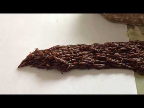 Youtube: Larval Procession Fungus Gnat, Family Sciaridae 2July2013
