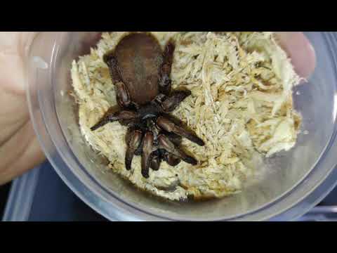 Youtube: Rehousing some of my favourite species!