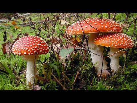 Youtube: Das geheimnisvolle Leben der Pilze [Doku HD]