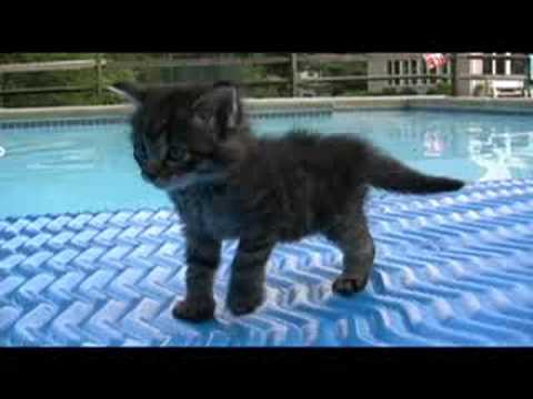 Youtube: i are cute kitten