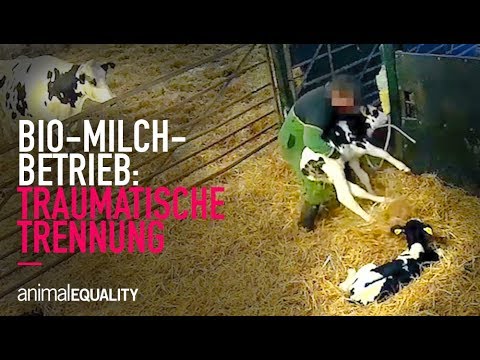 Youtube: Traumatische Trennung: So leiden Kälber für Bio-Milch