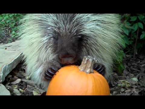 Youtube: Teddy Bear, the talking porcupine, likes pumpkin, too!