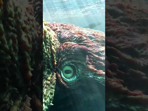 Youtube: Nanaimoteuthis haggarti  #nanaimoteuthis  #cretaceous #octopus