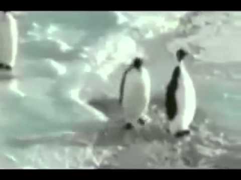 Youtube: Pinguin haut Pinguin