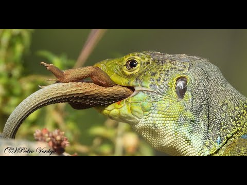 Youtube: Macho adulto de Ocelado depredando sobre un ejemplar de Lagartija Colilarga