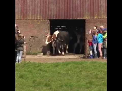 Youtube: Dairy Cows See Grass For The First Time In 6 Months