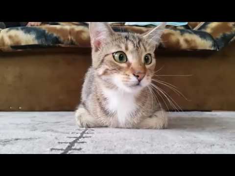 Youtube: Cat Watching Horror Movie