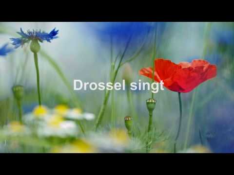 Youtube: Im grünen Wald, dort wo die Drossel singt. Ronny. Mit Text (HD 1080p)