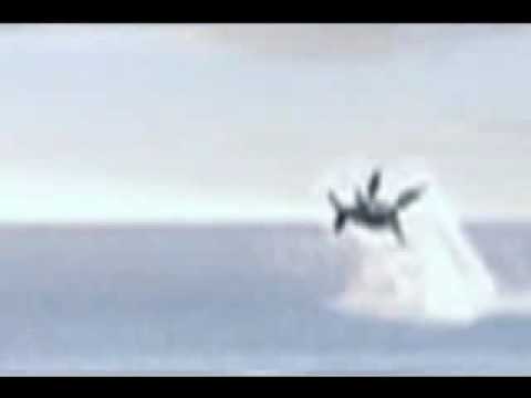 Youtube: LOCH NESS MONSTER shows up 15/06/2007