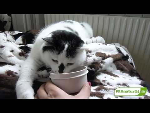 Youtube: Wirkung von Katzenminze auf Katzen - Cosma von PROnatur24