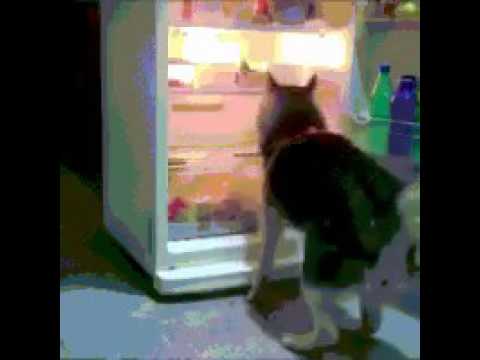 Youtube: Hund im Kühlschrank