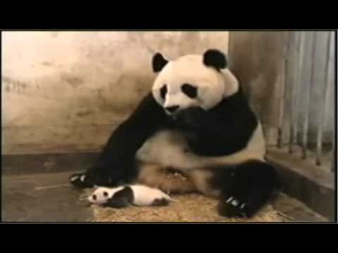 Youtube: Niesendes Panda-Baby(verbessert)