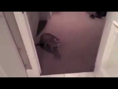 Youtube: Süße Katze am miauen und explodieren Lustig Witzig Funny Cat