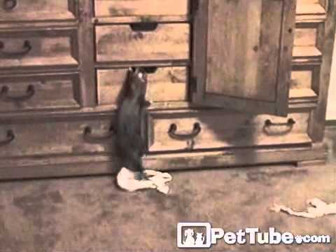 Youtube: Ferret Stealing Underwear- PetTube