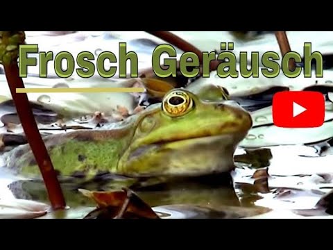 Youtube: Frosch Geräusch  - Frosch quakt im Teich - Frösche quaken