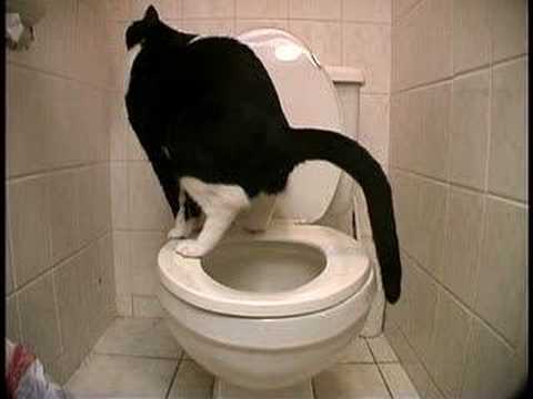 Youtube: Toilet Trained Cat Doing Number 2