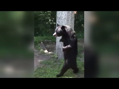 Youtube: Bear Who Walks On Two Legs Is Back To Strolling Around The Neighborhood