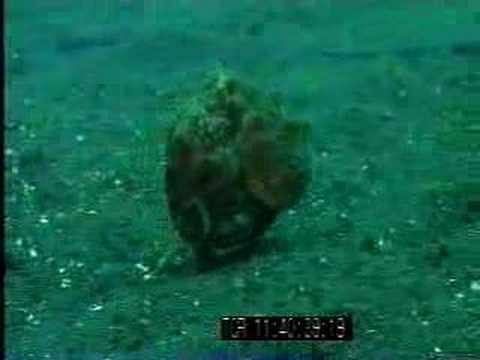 Youtube: Octopus Walk - Coconut