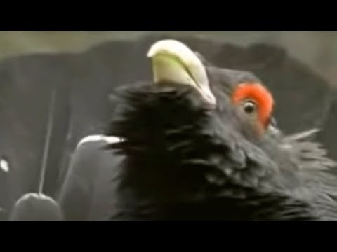 Youtube: The Capercaillie Bird Defends its Territory | David Attenborough | BBC Studios
