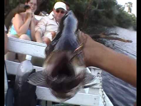 Youtube: Brazil-Amazon catching Piranhas