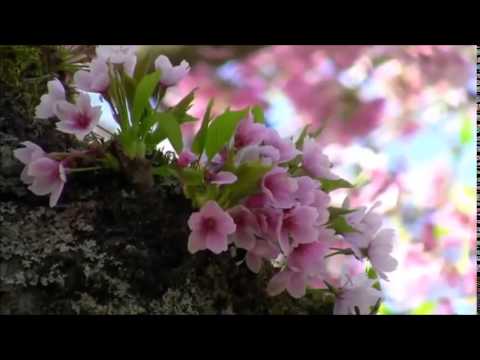 Youtube: Frédéric Chopin - Spring Waltz