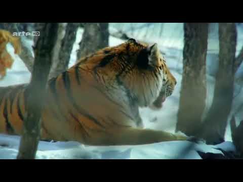 Youtube: König der Natur   Der Tiger   Doku 2017 NEU HD