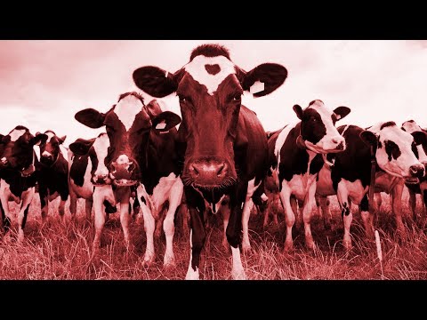 Youtube: A Herd of Cows React to Doom Metal Riffs