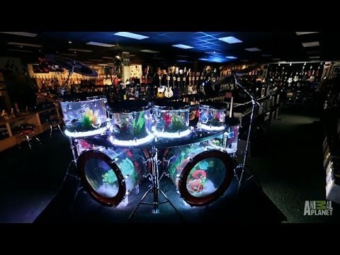 Youtube: Drum Set Tank | Tanked