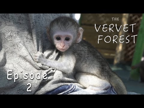 Youtube: Disney Monkeys - Orphan Baby Monkeys Move To Disneyland - Ep. 2