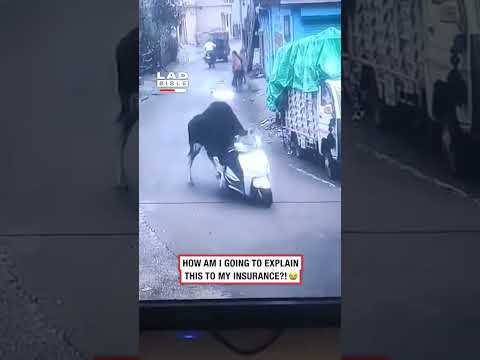 Youtube: Ich habe einen Bullen dabei erwischt, wie er mein Motorrad gestohlen hat 🤣 (🎥: ViralHog)